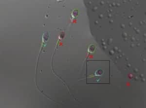 IMSI Strict Morphology