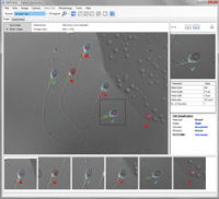 IMSI Strict Morphology