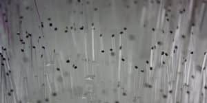 CryoLock vitrification straws